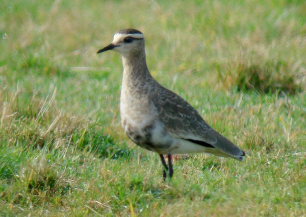Sociable Plover