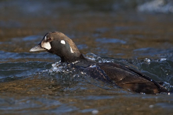 Harlequin Duck