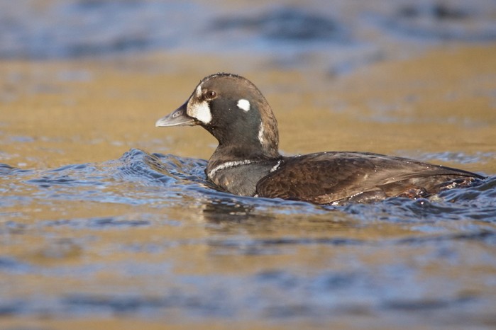 Harlequin Duck