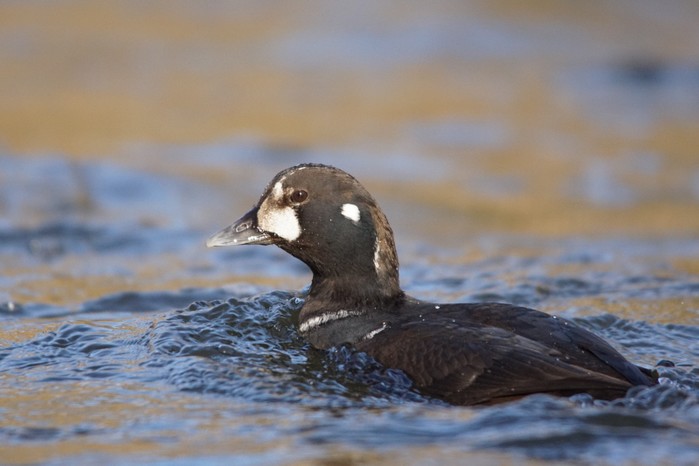 Harlequin Duck