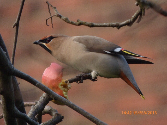 Waxwing