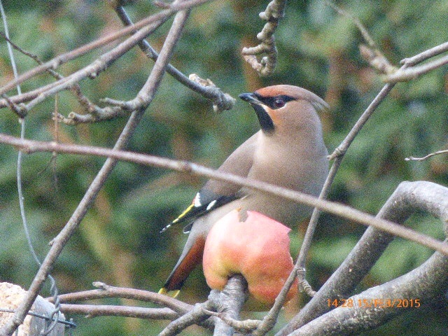 Waxwing