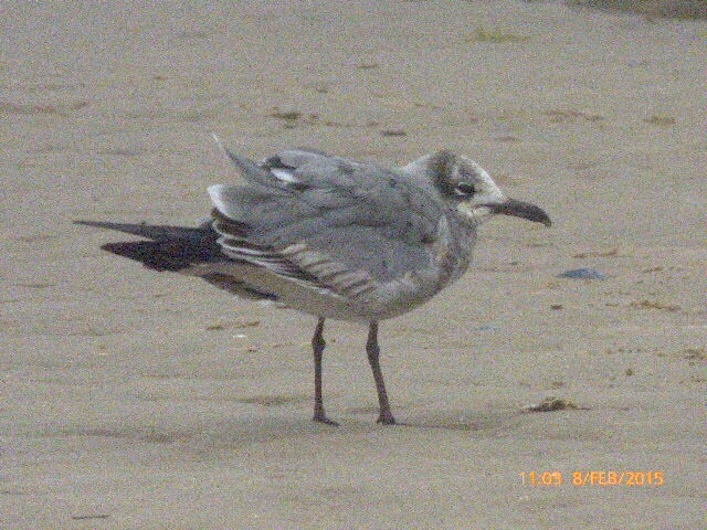 Laughing Gull