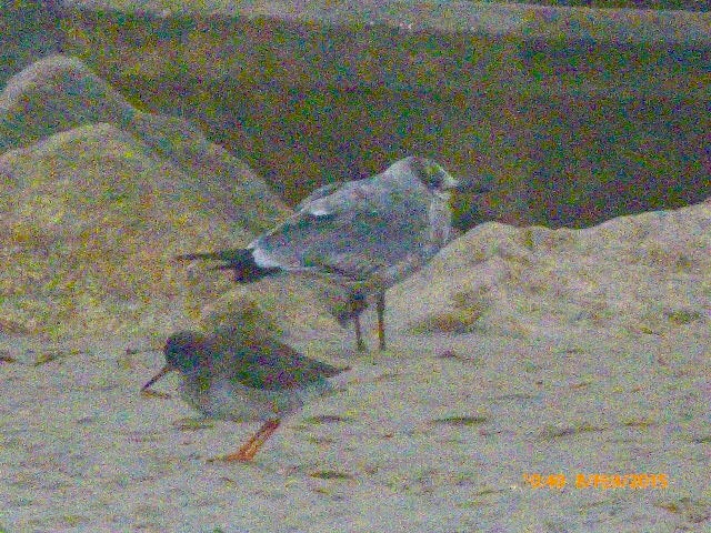 Laughing Gull