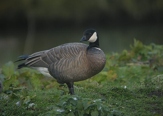 Cackling Canada Goose