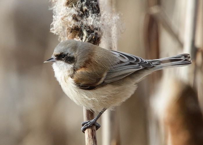 Penduline Tit