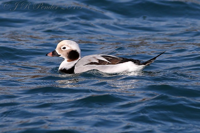 Long-tailed Duck