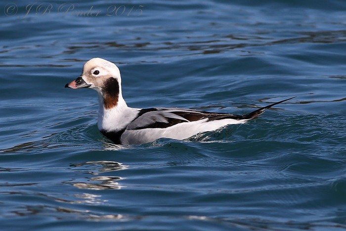 Long-tailed Duck
