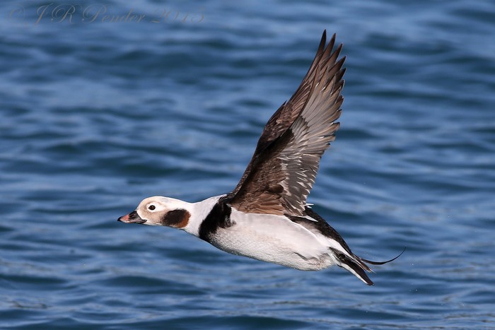 Long-tailed Duck