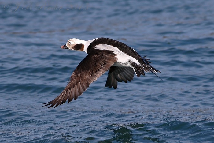 Long-tailed Duck