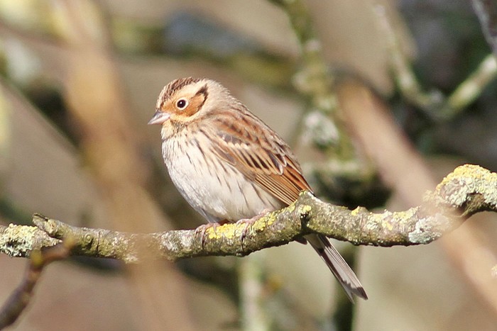 Little Bunting