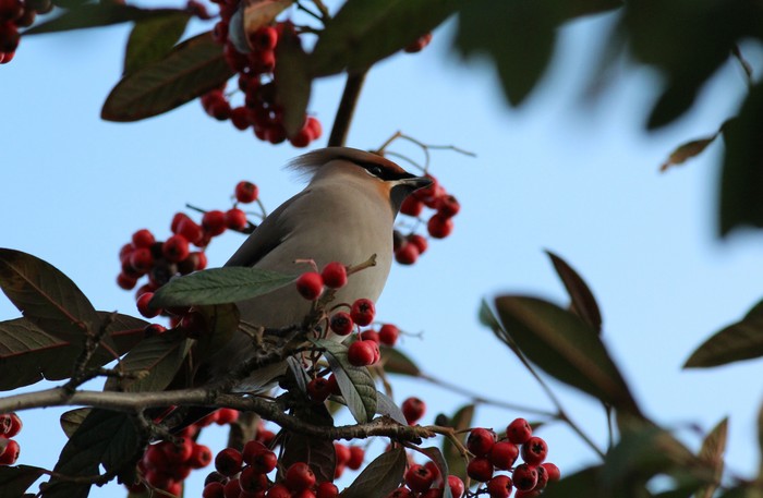 Waxwing