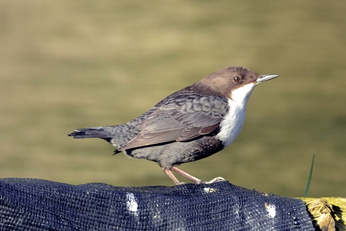 Black-bellied Dipper