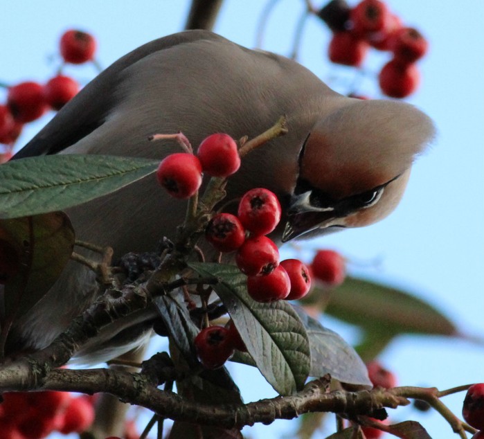Waxwing