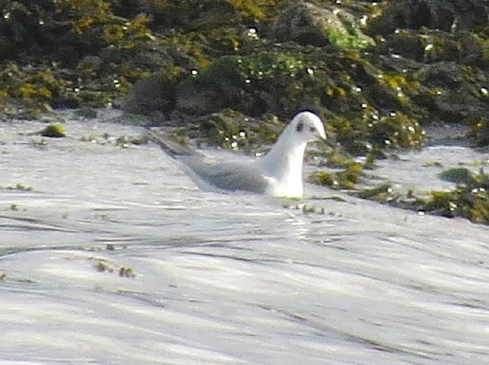Bonaparte's Gull
