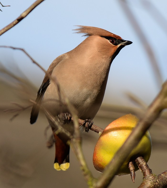 Waxwing