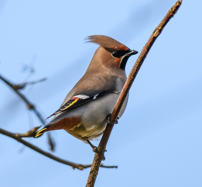 Waxwing