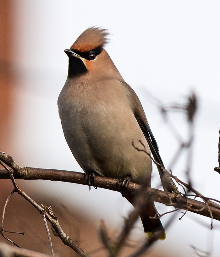 Waxwing