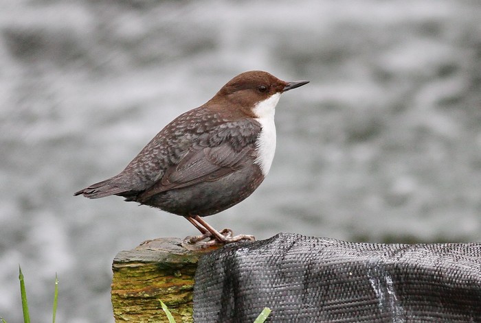 Black-bellied Dipper