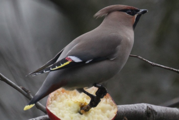 Waxwing