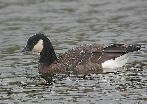 Cackling Canada Goose
