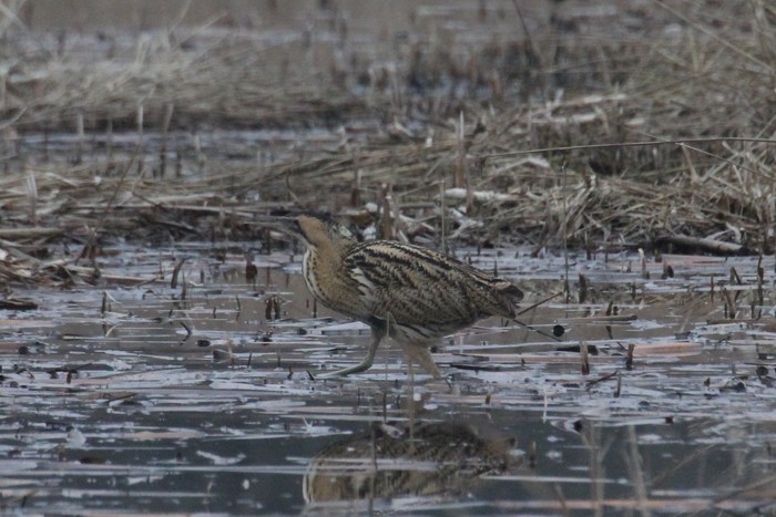 Bittern