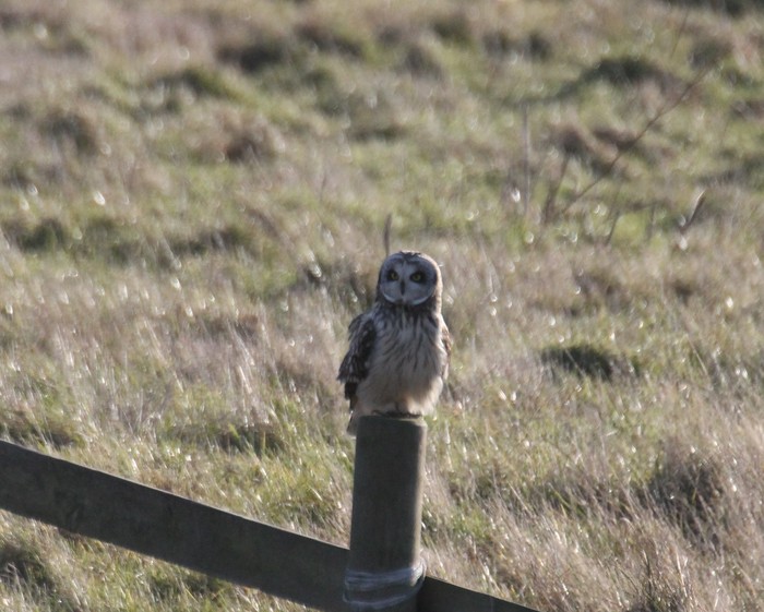 Short-eared Owl
