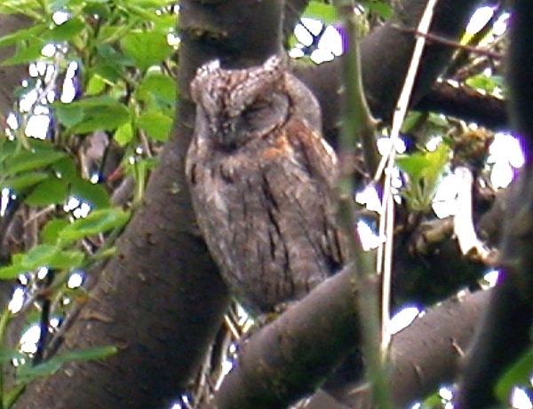 Scops Owl