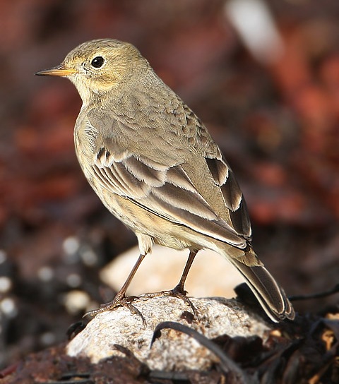 Buff-bellied Pipit