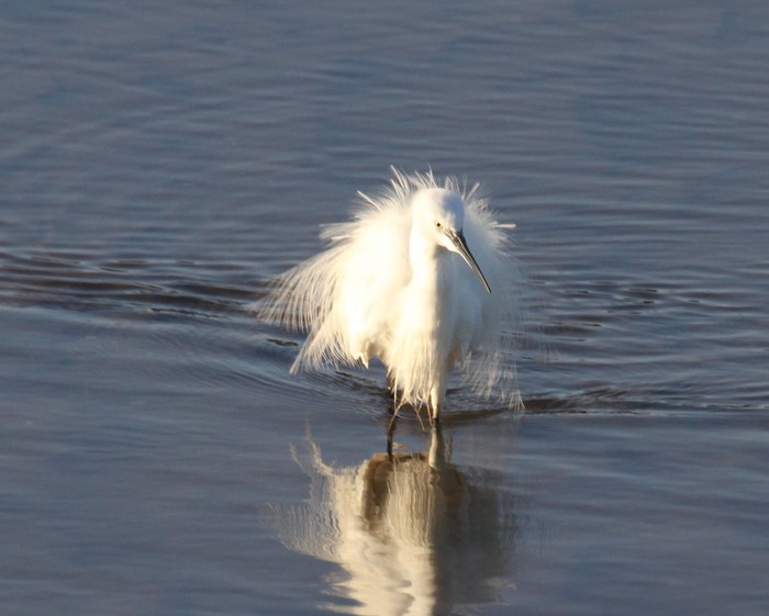 Little Egret
