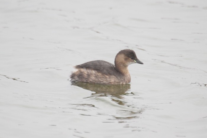 Little Grebe