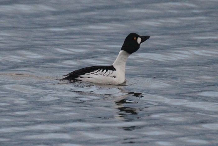 Goldeneye