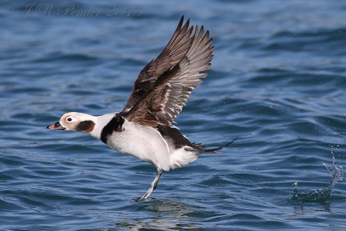 Long-tailed Duck