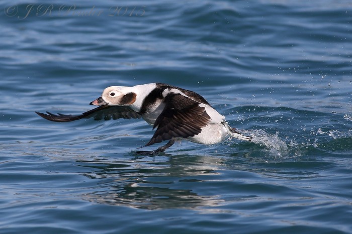 Long-tailed Duck