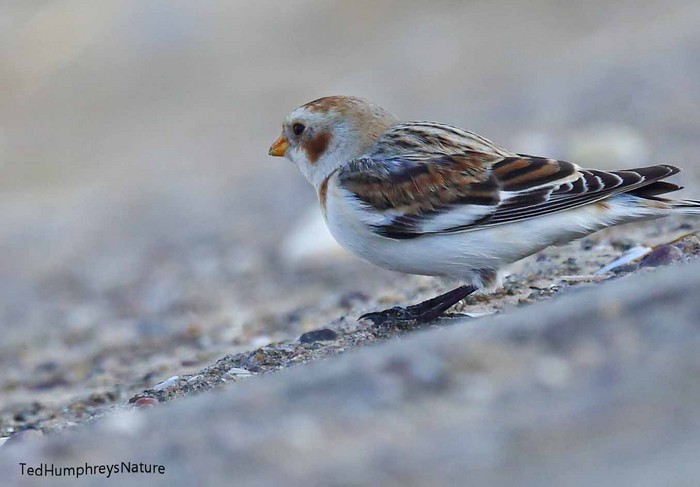 Snow bunting