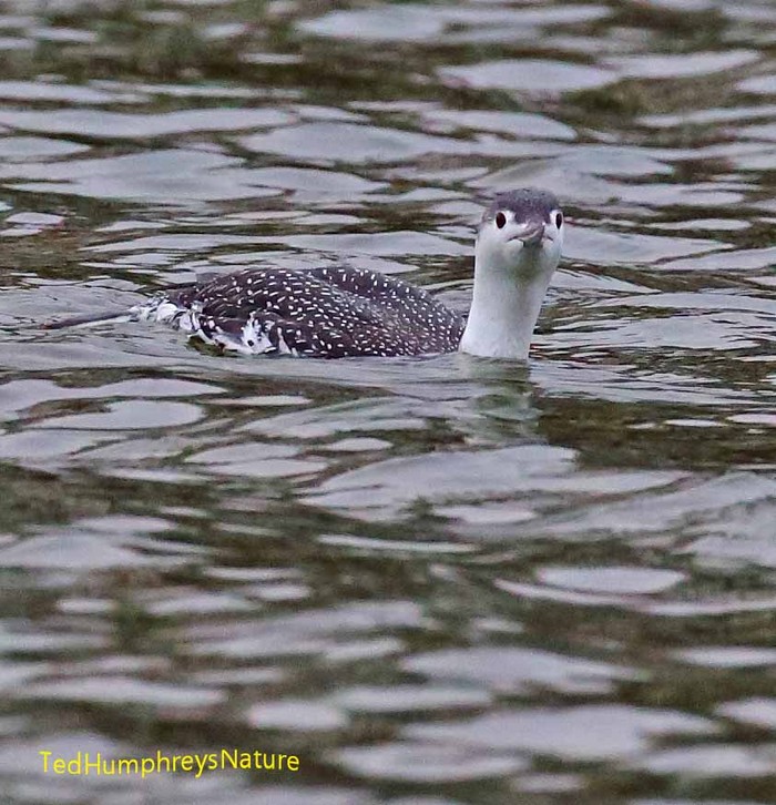 Red-throated Diver