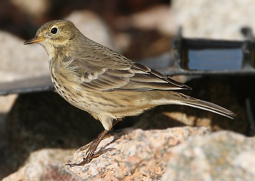 Buff-bellied Pipit