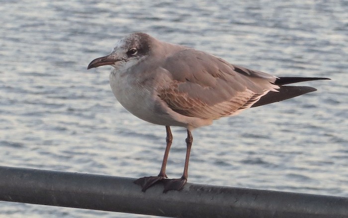 Laughing Gull