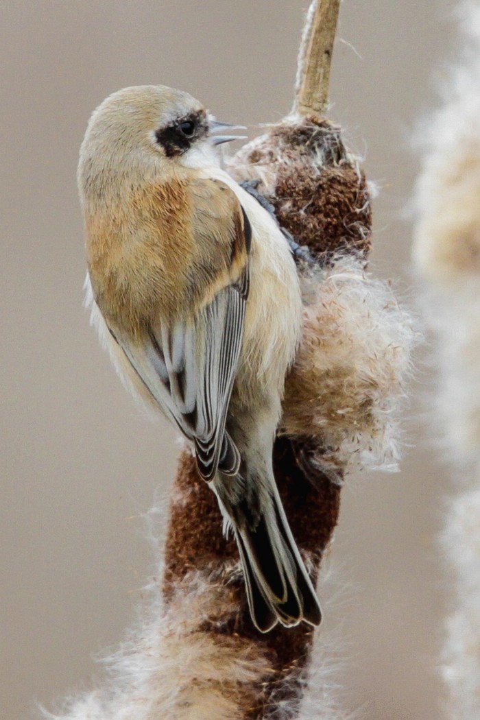 Penduline Tit