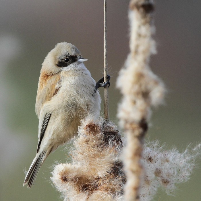 Penduline Tit