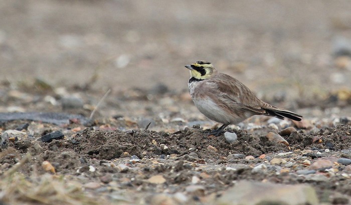 Shorelark