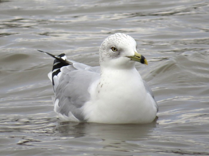 Ring-billed Gull