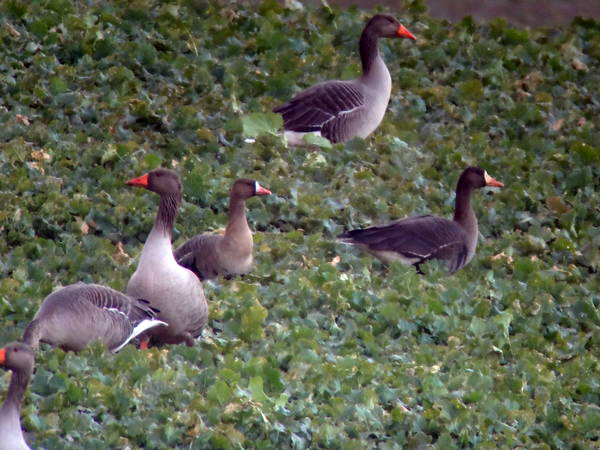 Greenland White-fronted Goose