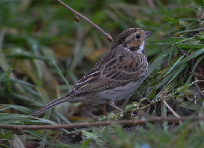 Little Bunting