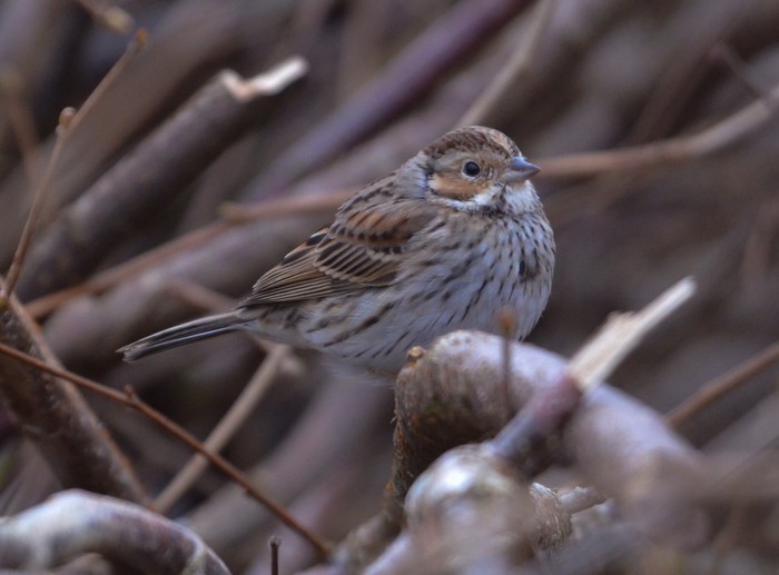 Little Bunting