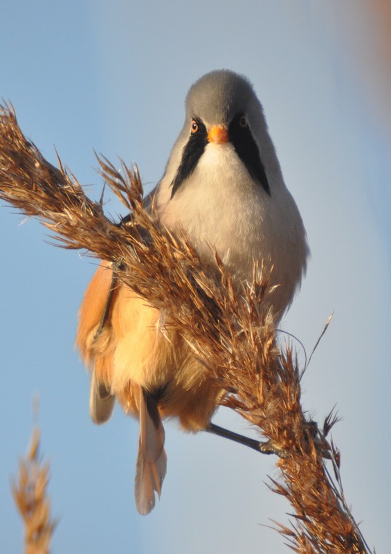 Bearded Tit