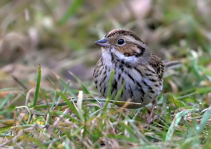 Little Bunting