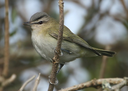 Red-eyed Vireo