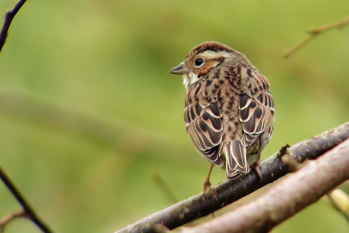 Little Bunting