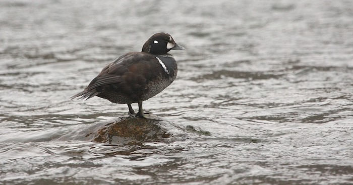 Harlequin Duck